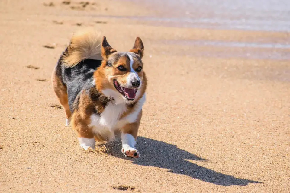 Dog digging in sand