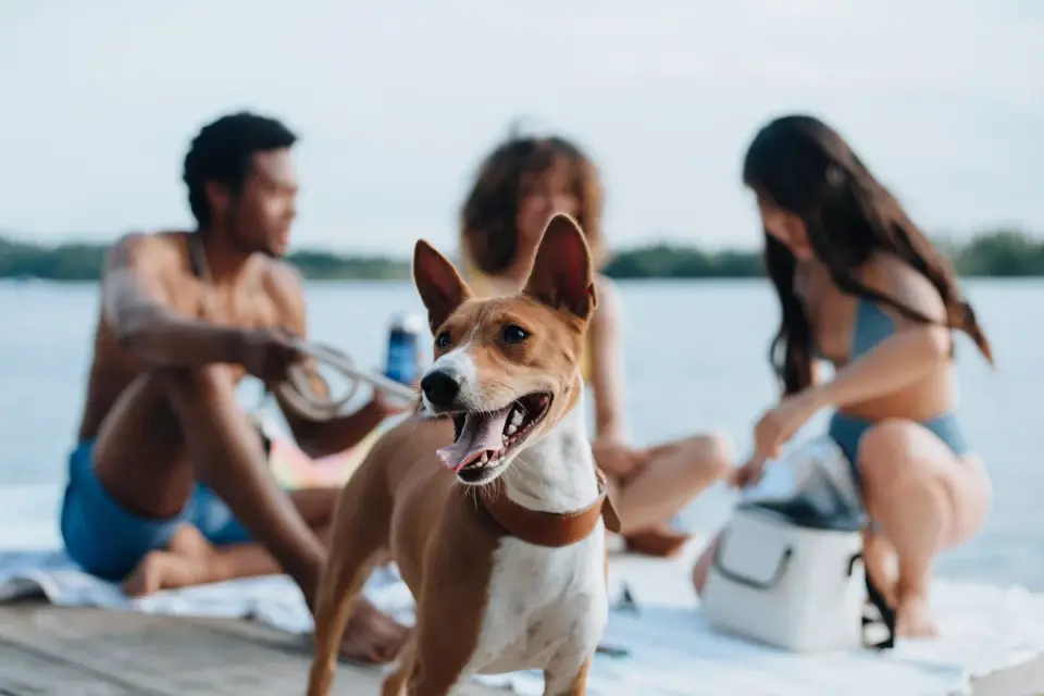 Dog drinking water