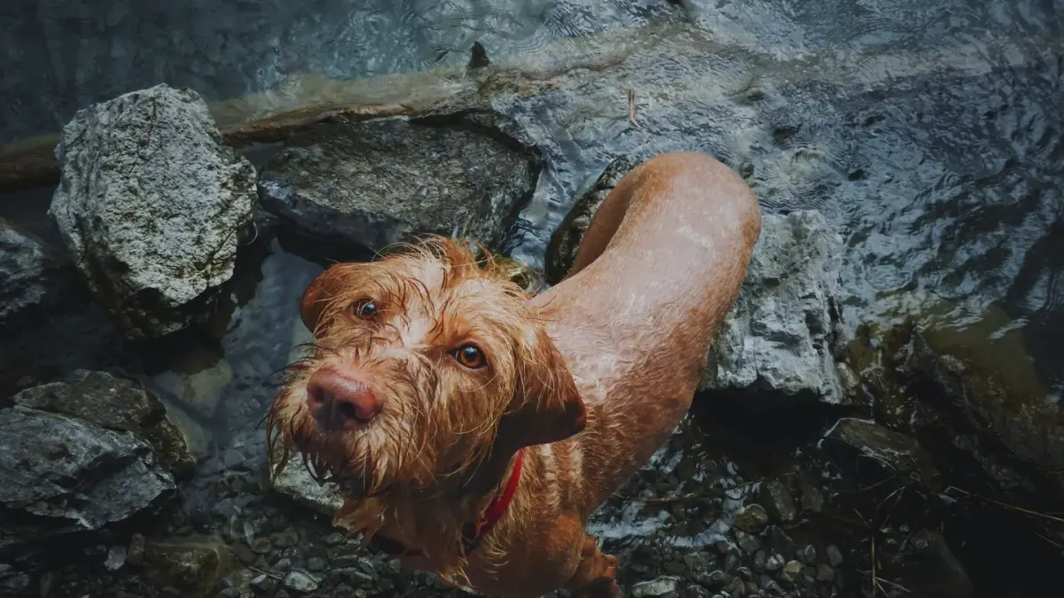 Dog drinking water