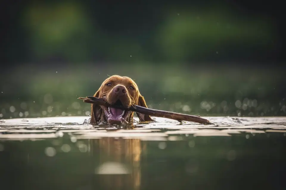 Dog drinking water