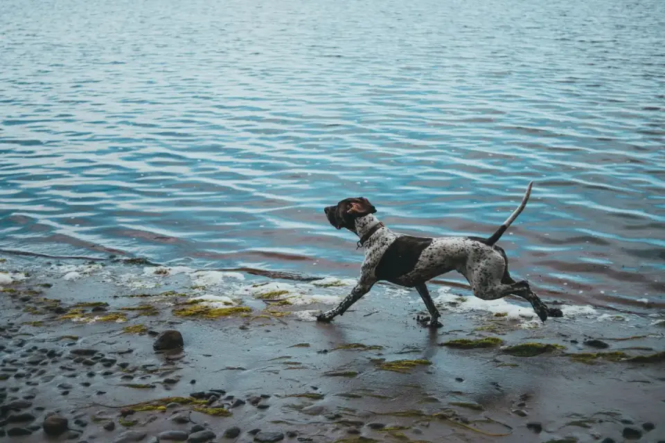 Dog drinking water