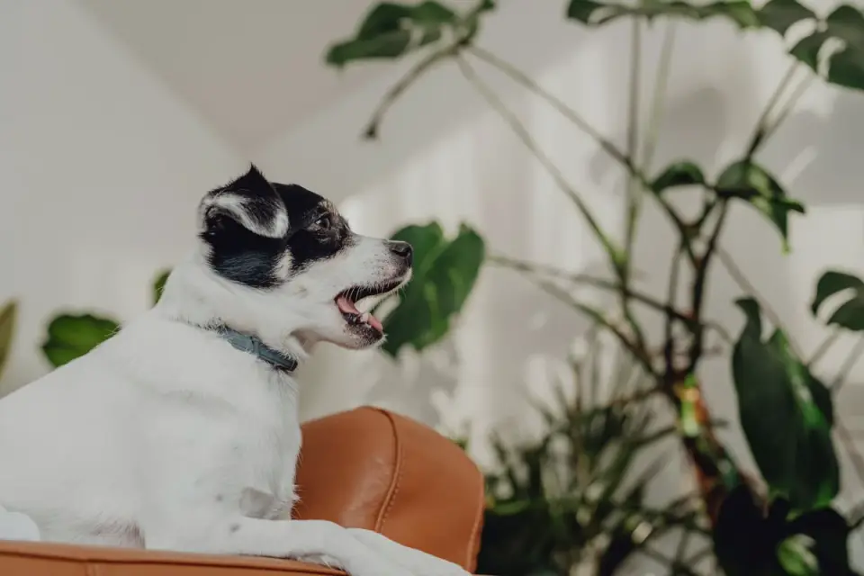 Dog eating from a bowl at home