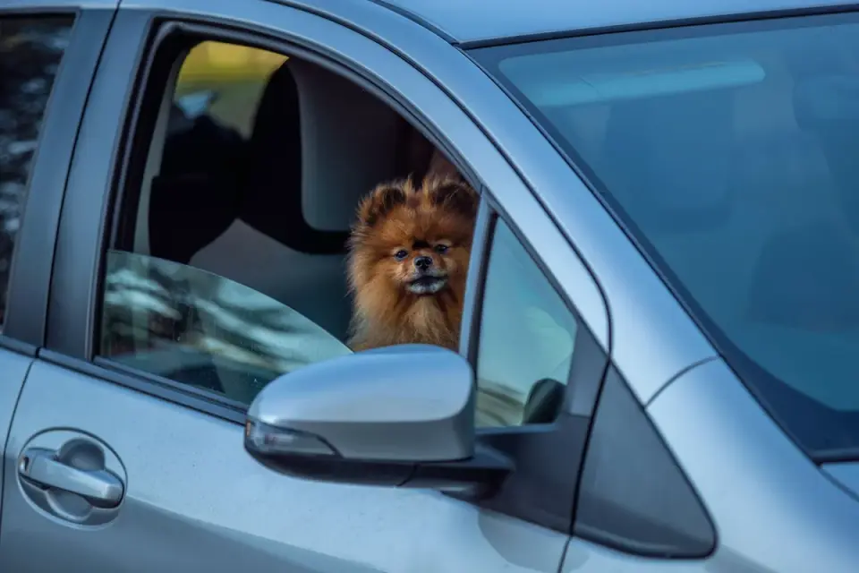 Dog in a car seat