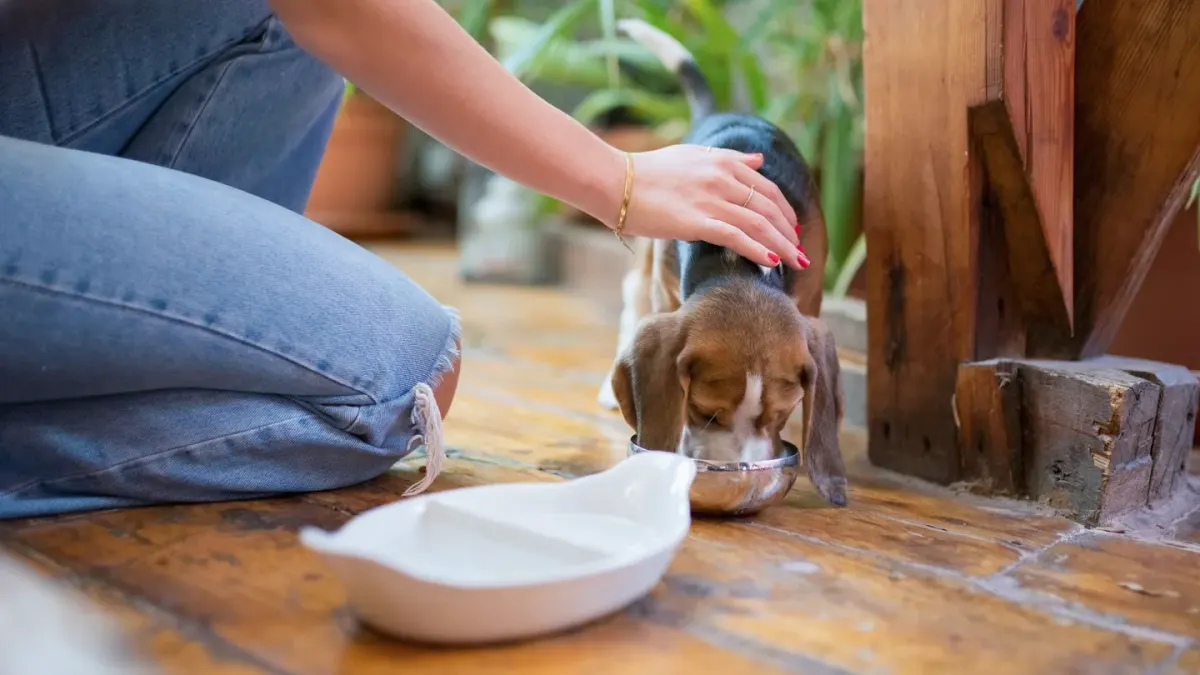 Dog in a kitchen with an owner