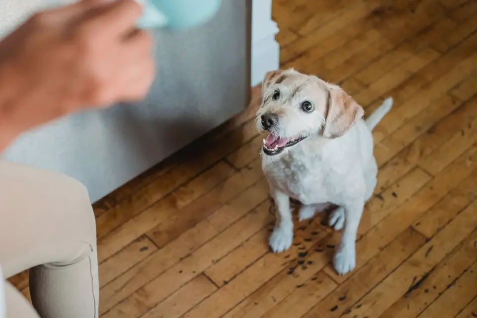 Dog in a kitchen with an owner