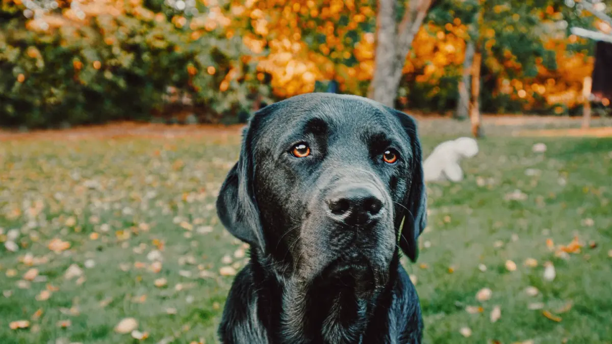 Dog looking ahead outdoors