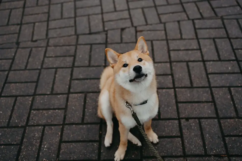 Dog looking at an owner