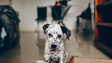 Dog on stairs