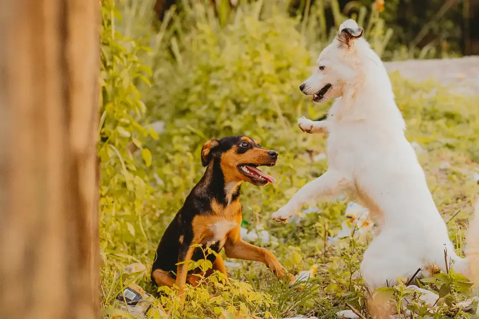 Dog playing outdoors