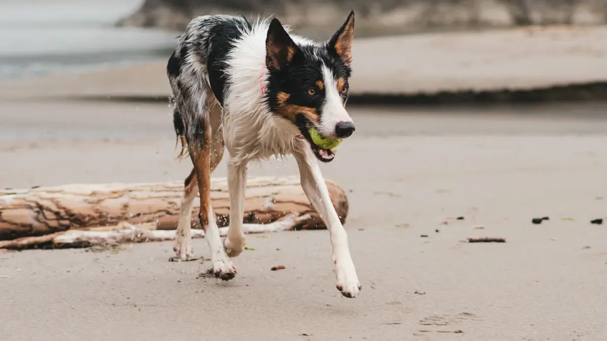 Dog playing outdoors