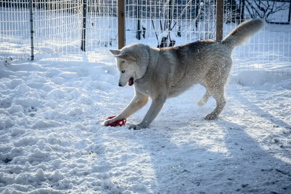 Dog playing with a rope toy