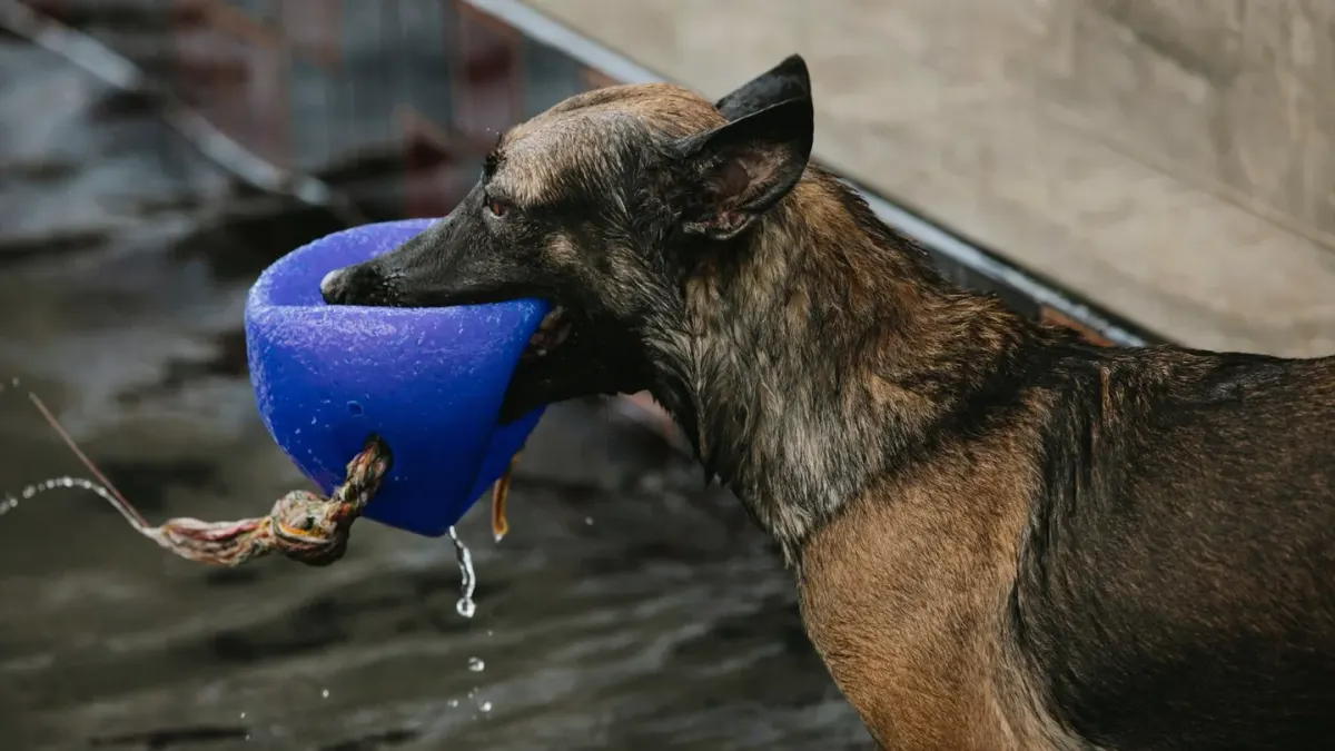 Dog playing with a rope toy
