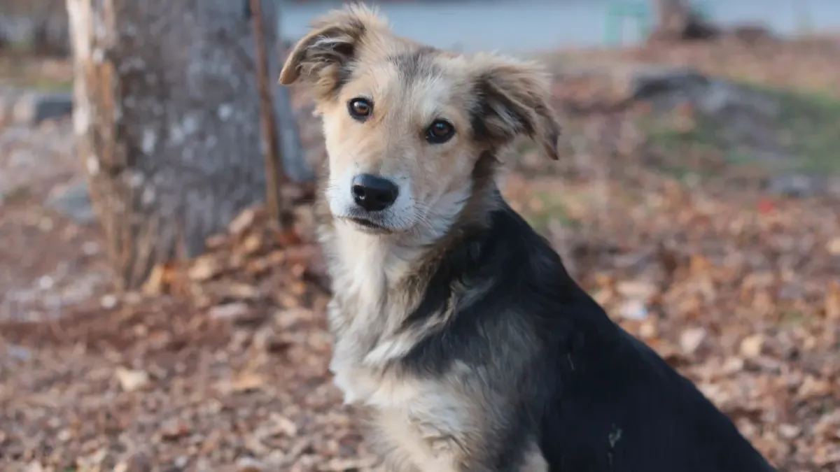 Dog portrait