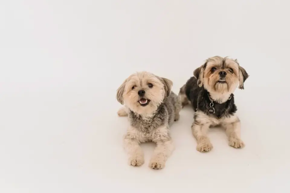 Dog portrait