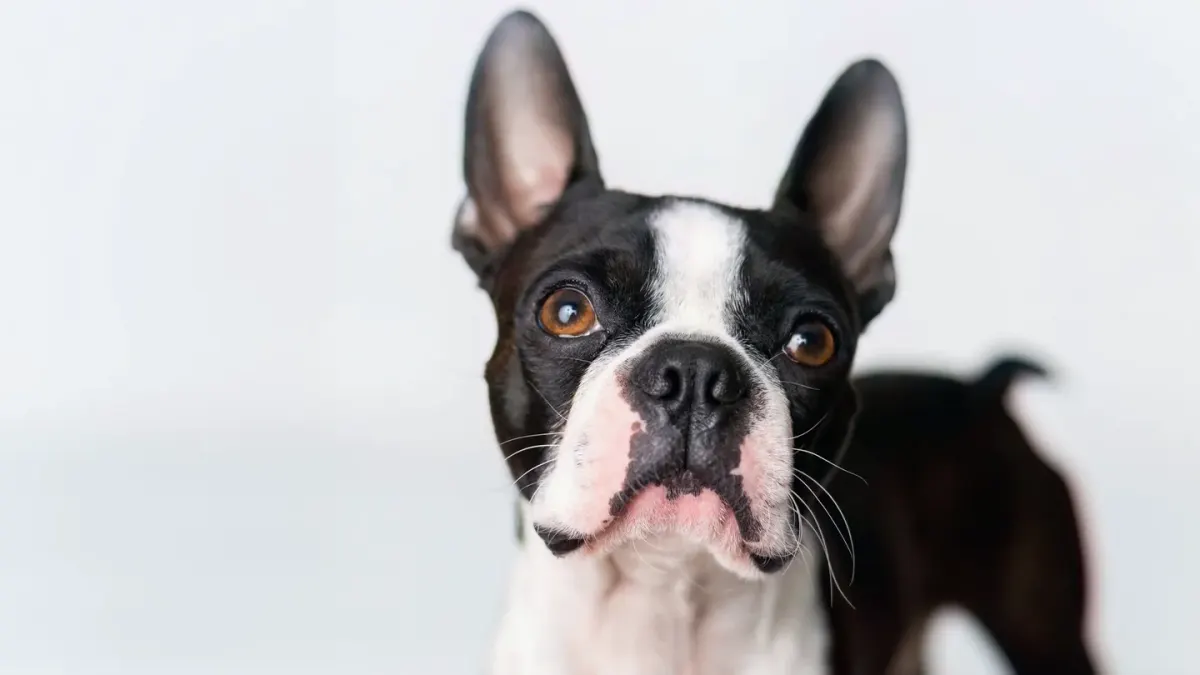 Dog portrait