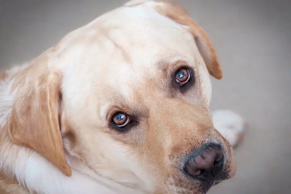 Dog portrait