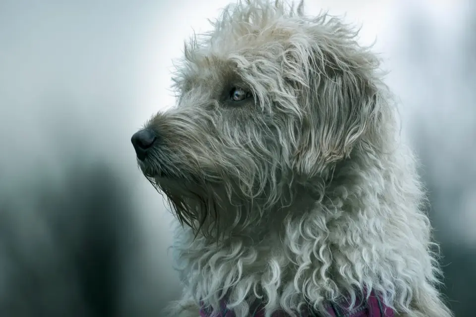 Dog portrait