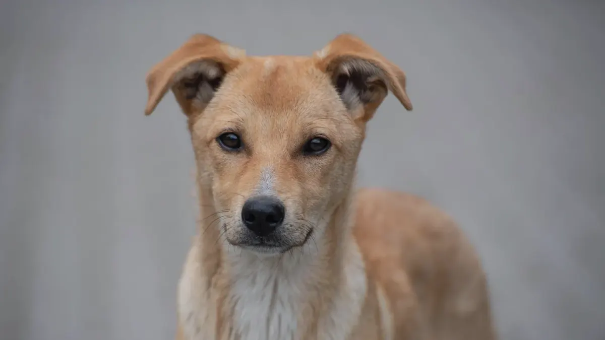 Dog portrait