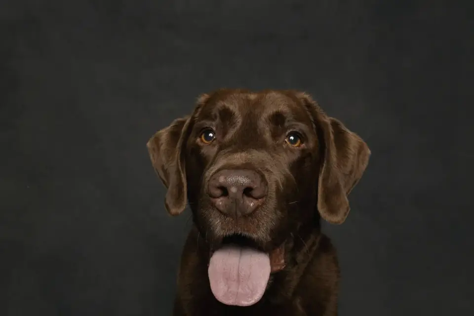 Dog portrait
