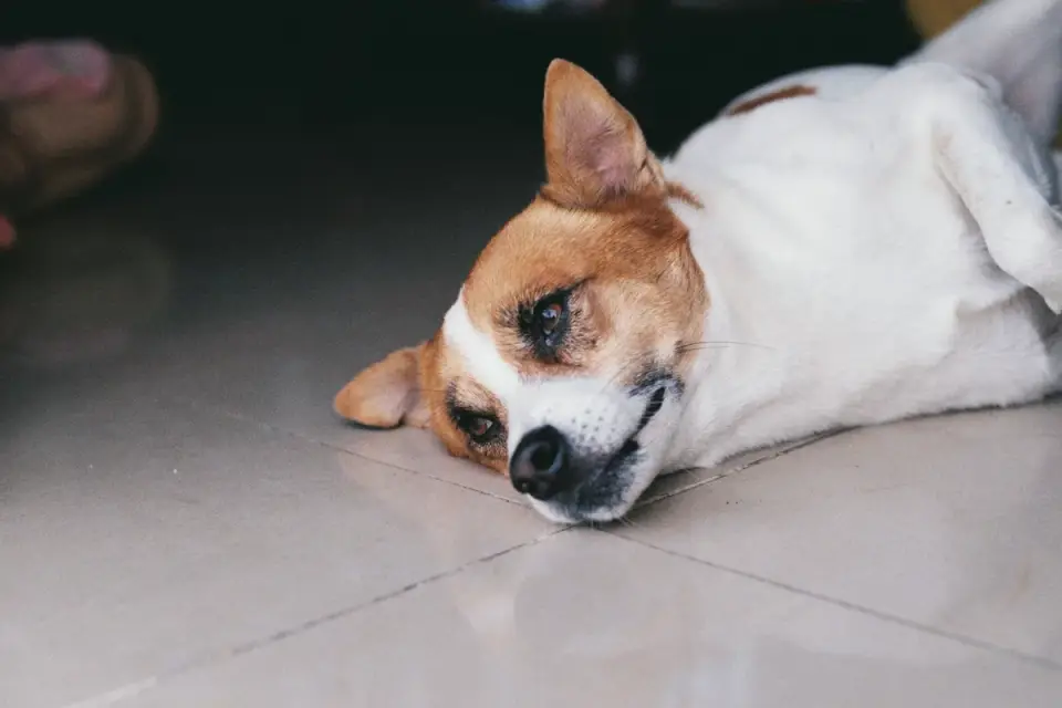 Dog resting after a walk
