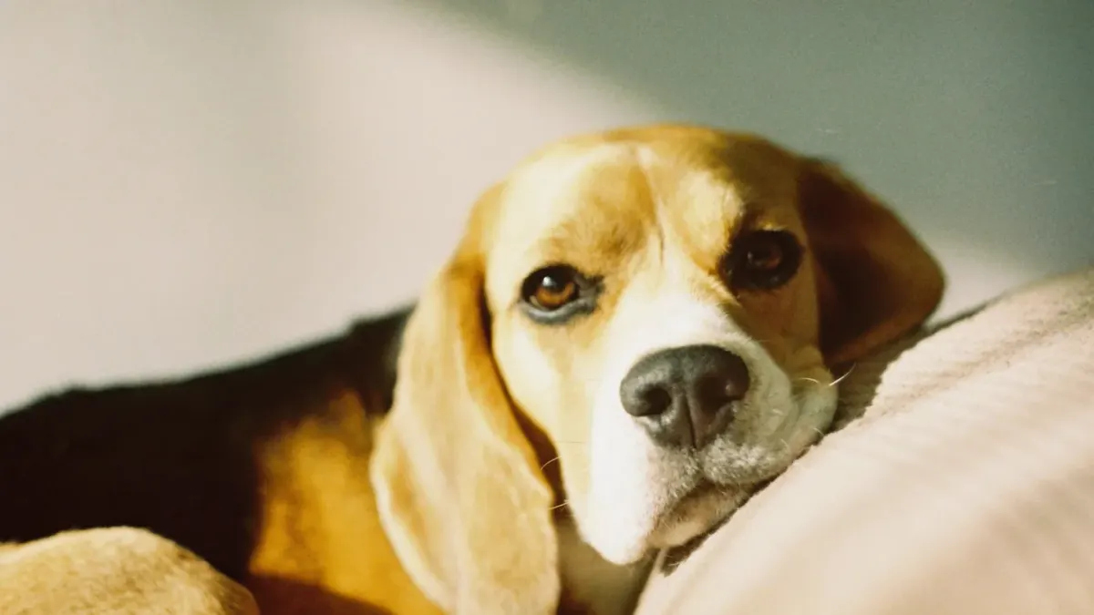 Dog resting at home