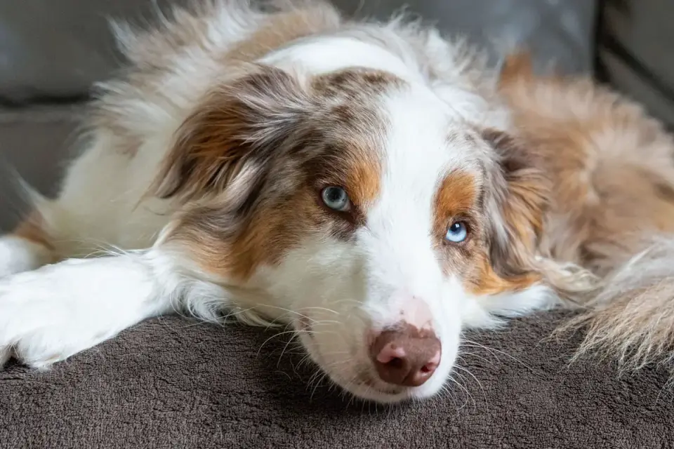 Dog resting at home