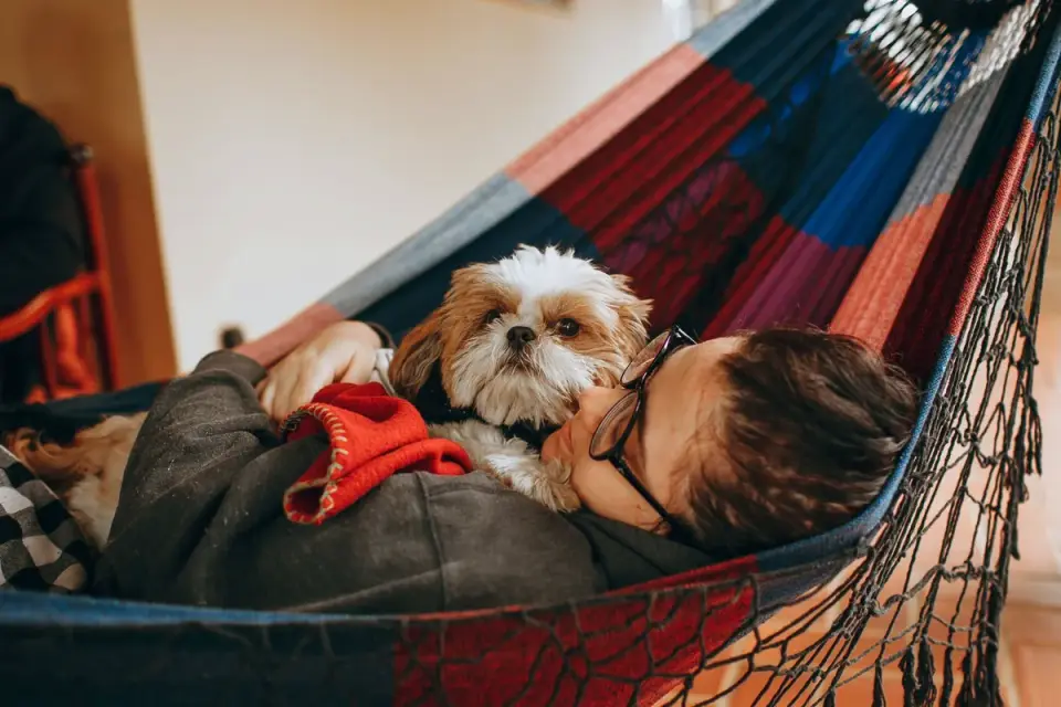 Dog resting at home