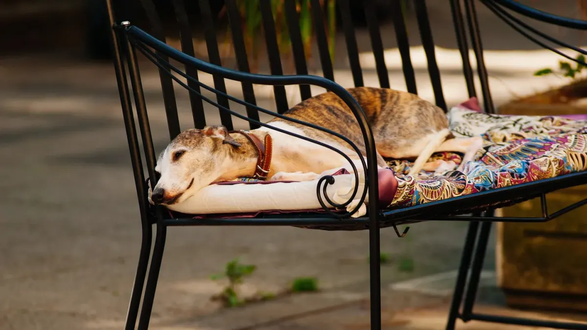Dog resting at home