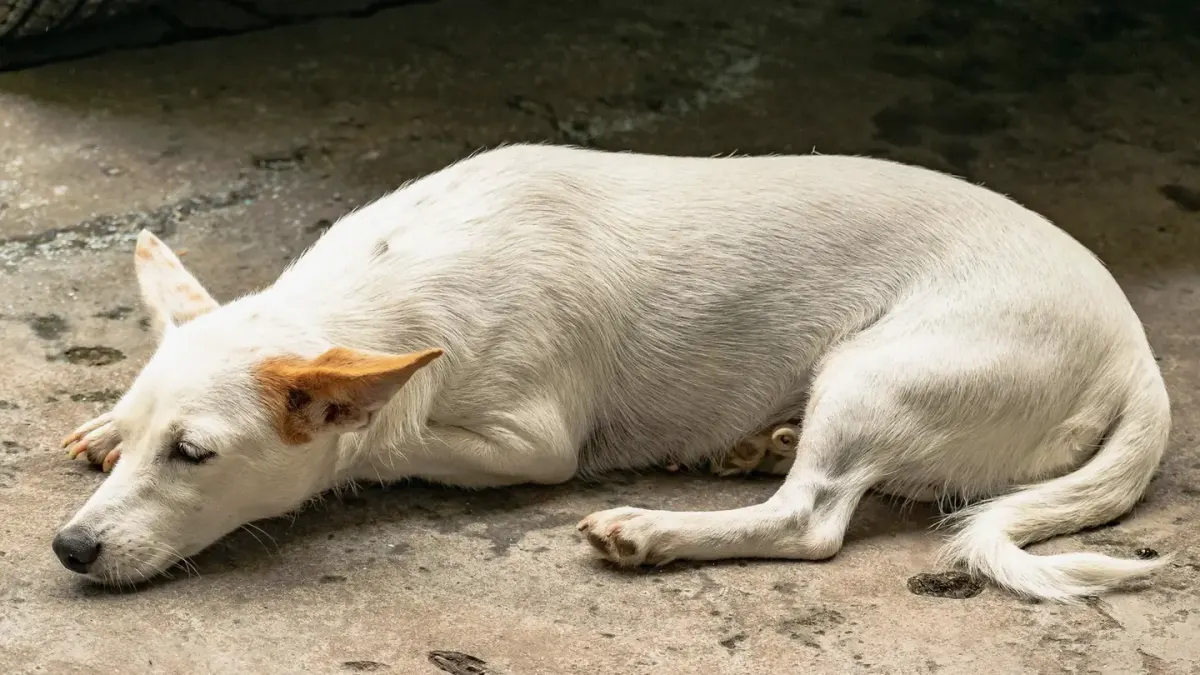 Dog resting at home
