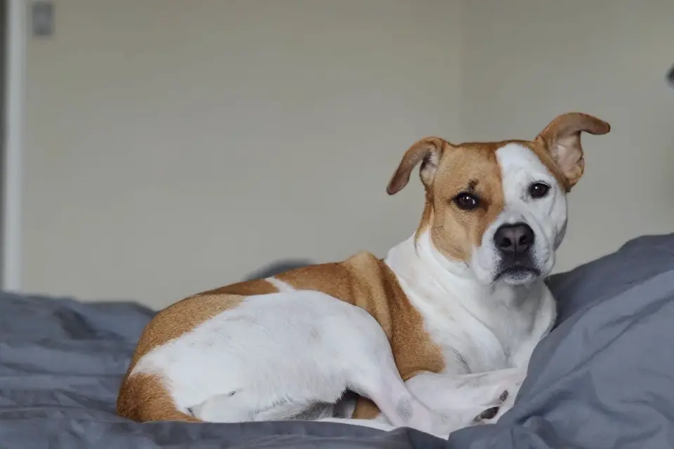 Dog resting at home