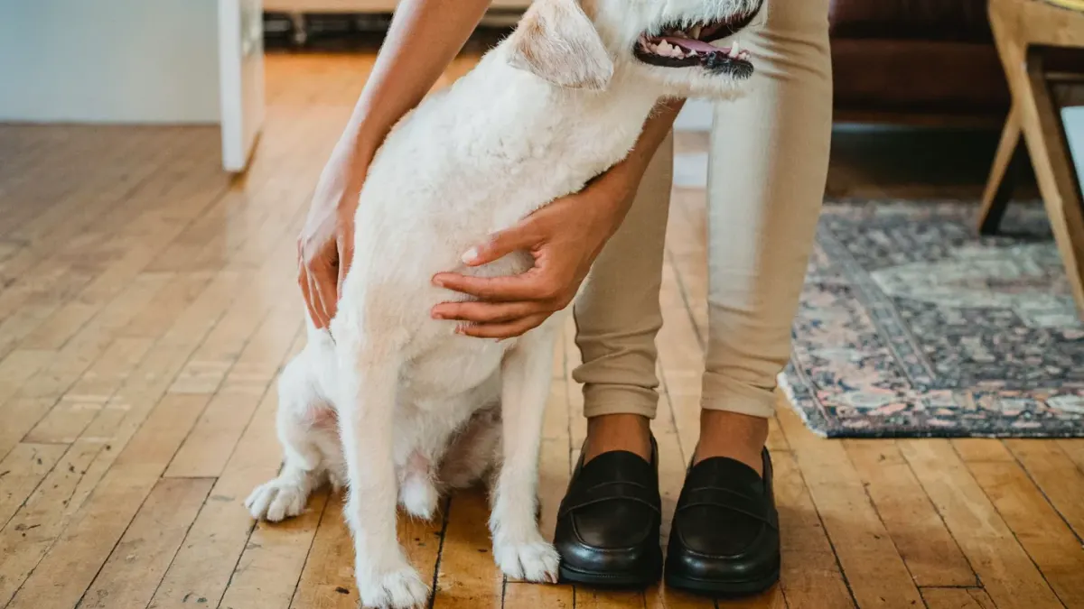 Dog resting beside an owner