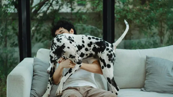 Dog resting beside an owner