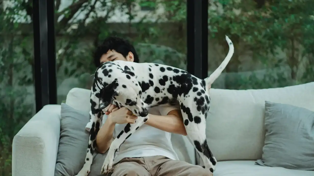 Dog resting beside an owner