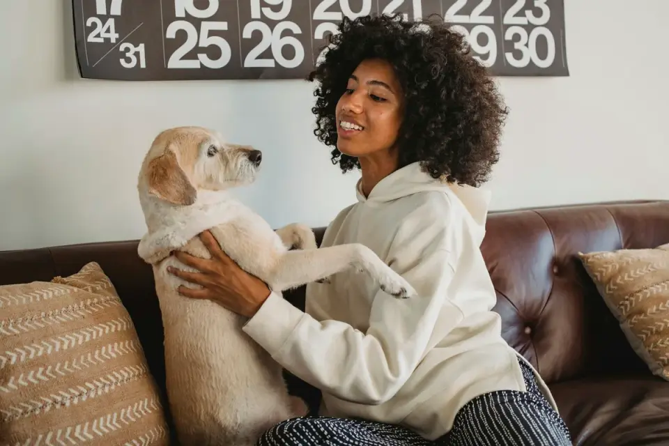 Dog resting beside an owner