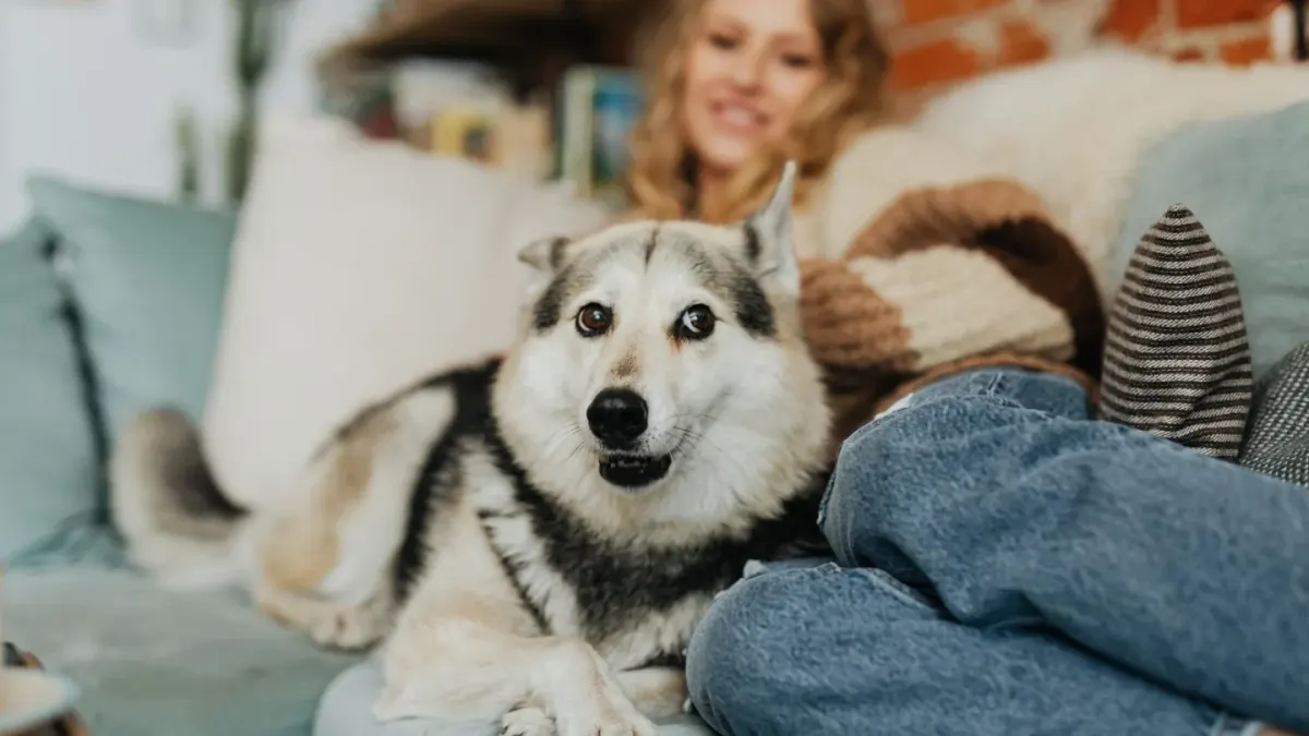 Dog resting beside an owner