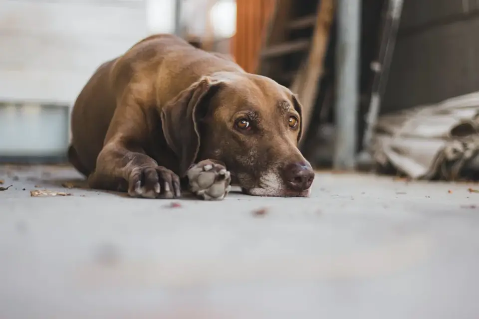 Dog resting by a window