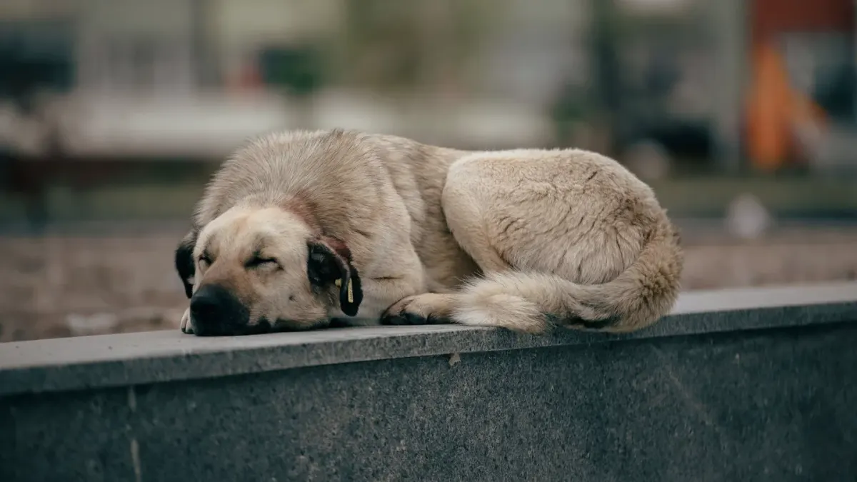 Dog resting by a window