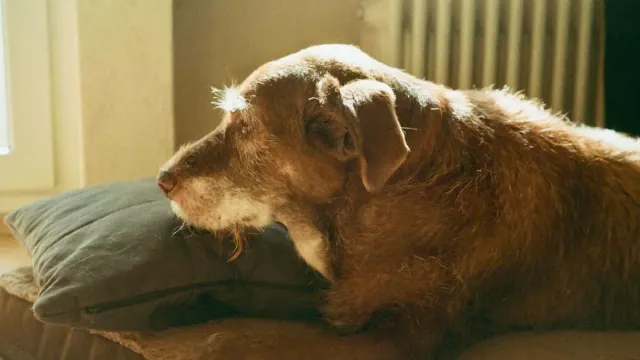 Dog resting during travel