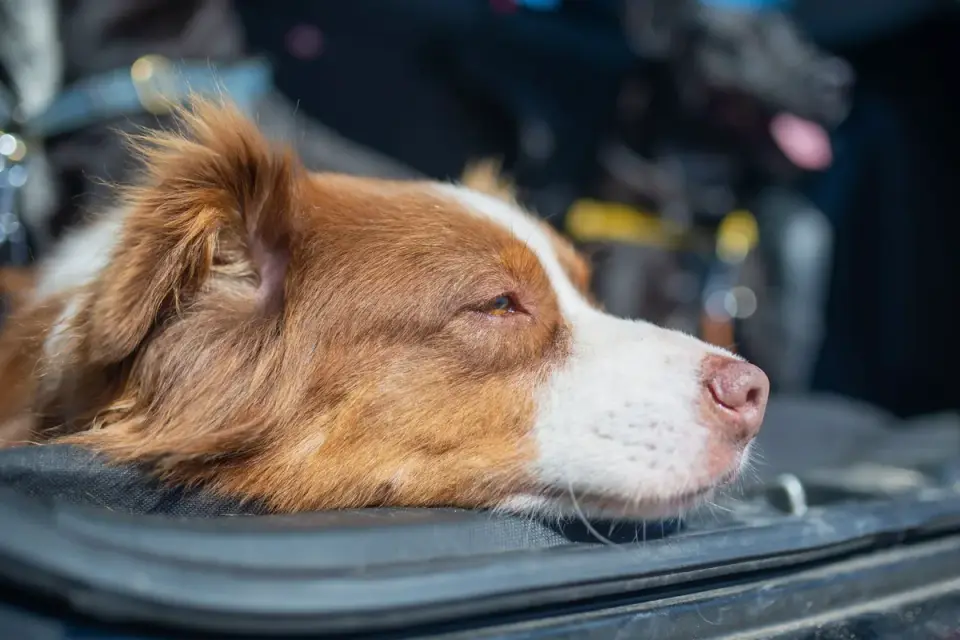 Dog resting during travel