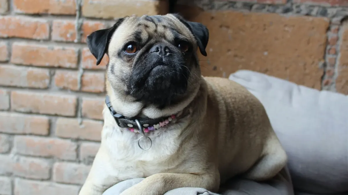 Dog resting on a sofa