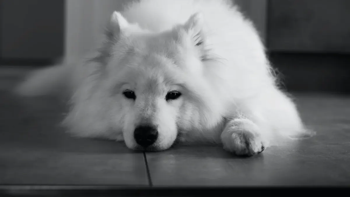 Dog sitting on a kitchen floor