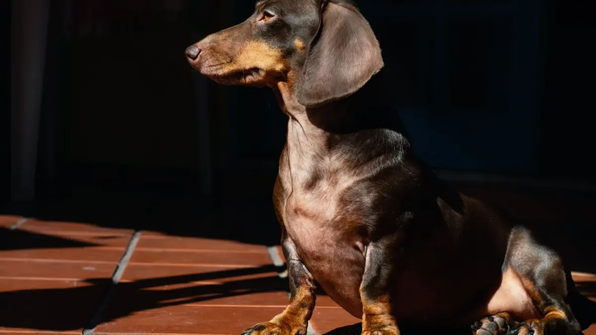 Dog sitting on a kitchen floor
