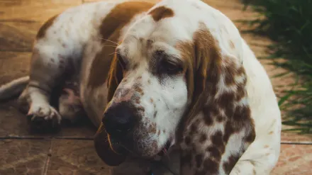 Dog sitting on a kitchen floor