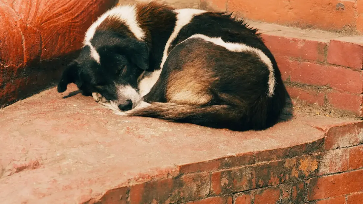 Dog sleeping at home