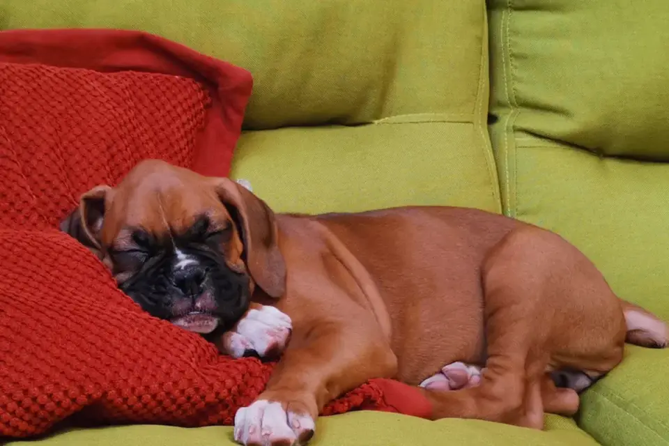 Dog sleeping at home