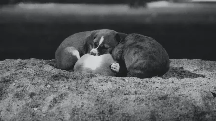 Dog sleeping in sunlight