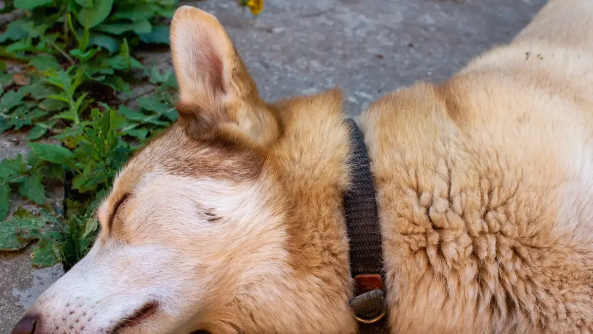 Dog sleeping in sunlight
