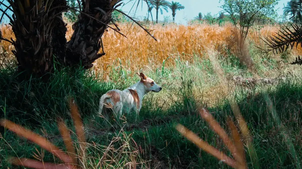 Dog sniffing grass