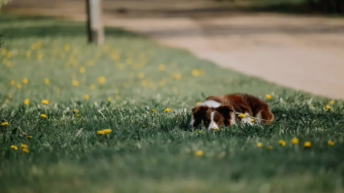 Dog sniffing grass