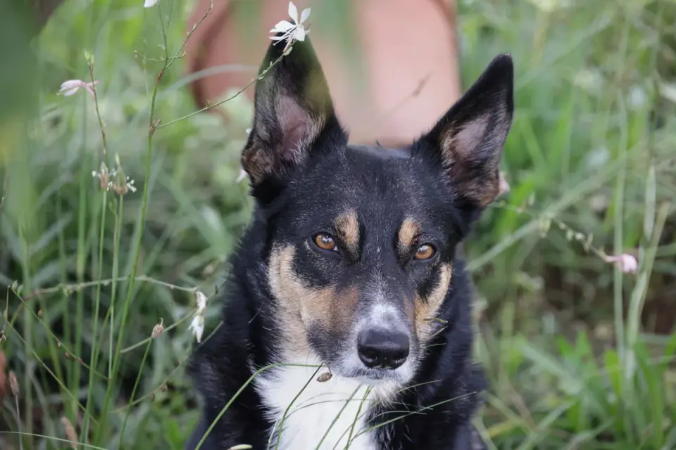 Dog sniffing grass
